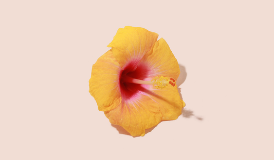 the skincare benefits of hibiscus